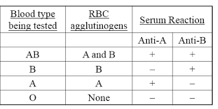 Blood Agglutination Chart Related Keywords Suggestions
