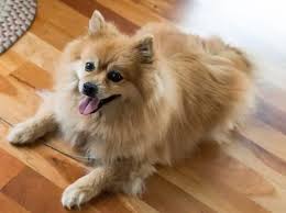 are pomeranians good apartment dogs