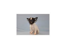 rat terrier dog male white and black