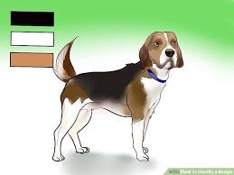 3 Ways To Identify A Beagle Wikihow