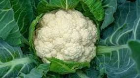 What does spoiled cauliflower look like?