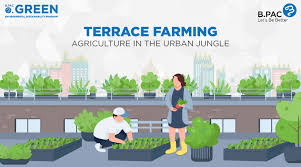 Terrace Farming Agriculture In The
