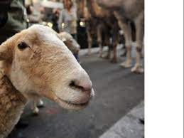 Le séquençage du génome du mouton révèle bien des secrets - Sciences et  Avenir