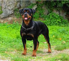 rottweiler puppies and dogs in