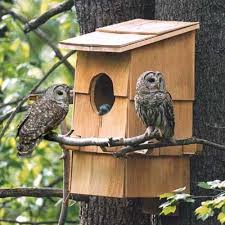 Bird House Bird Houses Owl Nest Box