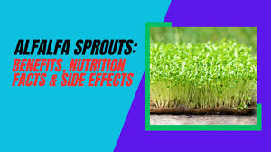 alfalfa sprouts benefits nutrition