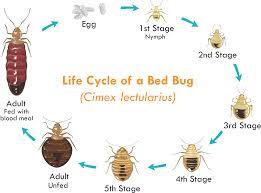 heat vs chemical treatment for bed bugs