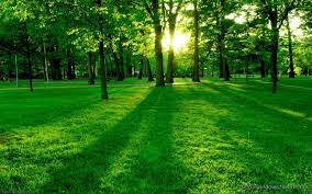 Image result for green nature background