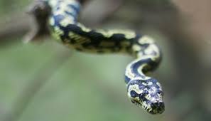 2024 jungle carpet python care guide
