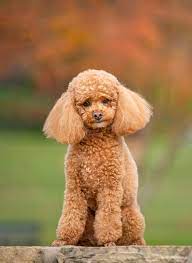poodles one of the most por breeds