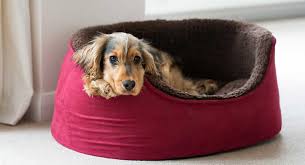 They can also be a great option for large breeds that benefit from joint. Best Indestructible Dog Bed Review And Tips For Extreme Chewers