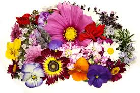 Image result for flowers pictures