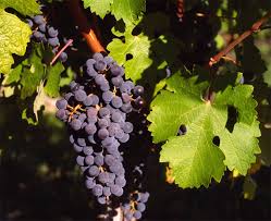 Vitis vinifera - Wikipedia