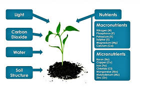 Chapter 1 Nutrition In Plants Class 7