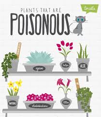 10 Outdoor Plants Poisonous To Cats