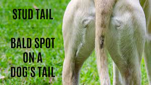 stud tail bald spot on dog tail