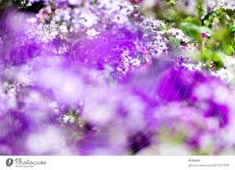 the most beautiful flowers are purple