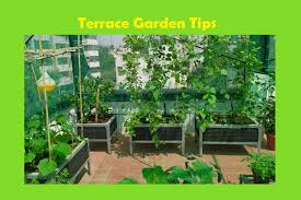 List Of Best Terrace Garden Tips For