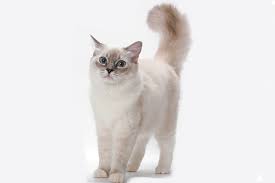 Ragdoll cats should have their coats brushed at least twice a week to help prevent mats, tangles and excessive shedding. The Ragdoll Cat All About This Fascinating Cat Breed Catster