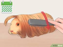 They are very friendly and have no tendency to bite or scratch. How To Care For Peruvian Guinea Pigs 12 Steps With Pictures