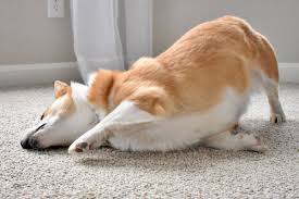 why do dogs rub their faces on a carpet