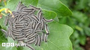 Toxic Caterpillar Infestation Could