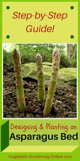 plant asparagus in your backyard garden