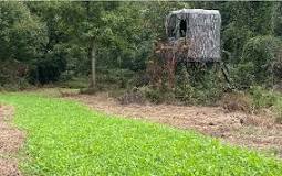 What is the best fall food plot for deer?
