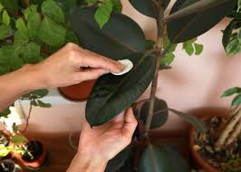 3 Good Reasons To Dust Your Houseplants