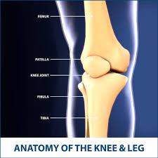 tibial spine fractures florida