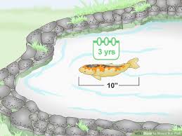 How To Breed Koi Fish 15 Steps With Pictures Wikihow