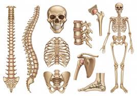 There are 11 pairs of external intercostal muscles. Premium Vector Human Skeleton Structure Skull Spine Rib Cage Pelvis Joints Anatomy And Medicine 3d Icon Set