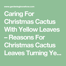 This cactus can be grown on its own roots and it can also. Caring For Christmas Cactus With Yellow Leaves Reasons For Christmas Cactus Leaves Turning Yellow Christmas Cactus Cactus Leaves Cactus