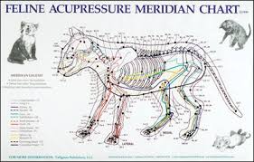 Feline Acupressure Meridian Chart Meridian Acupuncture