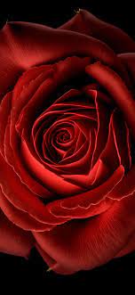 red rose wallpaper 4k red flower