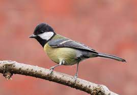 20 most common irish garden birds