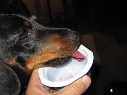can dogs have activia yogurt answered