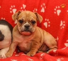 I exclusively breed french bulldogs which are raised and live in my home so they are well socialized for a. Daisy French Bulldog Puppy For Sale In Stevens Pa Happy Valentines Day Happyvalentinesday2016i