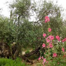 stream in the garden of gethsemane a