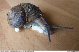 garden snails helix aspersa uk safari