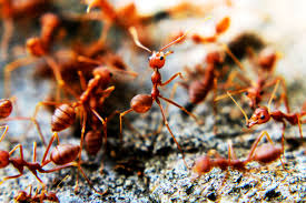 getting rid of fire ants in fort worth