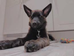 The german shepherd malamute mix, nicknamed alaskan shepherd, is a stylish canine with a fun if they think you're a good match with one of their puppies, they'll offer a health guarantee and a. Alaskan Shepherd German Shepherd Alaskan Malamute Mix History Facts Personality Temperament Care