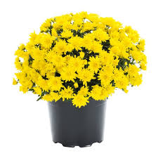 I was recently wandering around home depot, which i do frequently, and fell in love with an orange mum whose flowers displayed several shades of orange. Expert Gardener 8 Inch Yellow Mum Partial Sun Live Plants Black Grower Pot Walmart Com Walmart Com