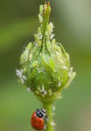 get rid of aphids and protect plants