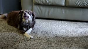 dog chewing bone on carpet stock