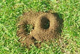 how to get rid of ants in the yard for