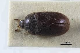 how to get rid of black carpet beetle