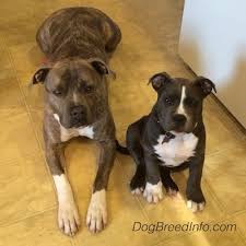 They even take to children well. American Pit Bull Terrier Vs American Bully
