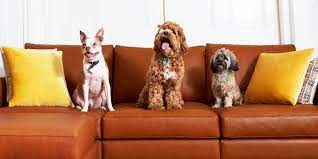 dogs leather couches yes you can