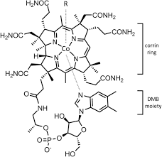 Vitamin B12 Folate And The Methionine Remethylation Cycle